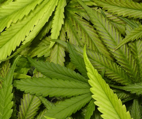 Blätter der Cannabis-Pflanze